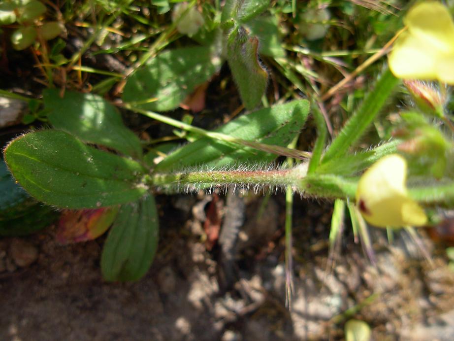 Fumana thymifolia